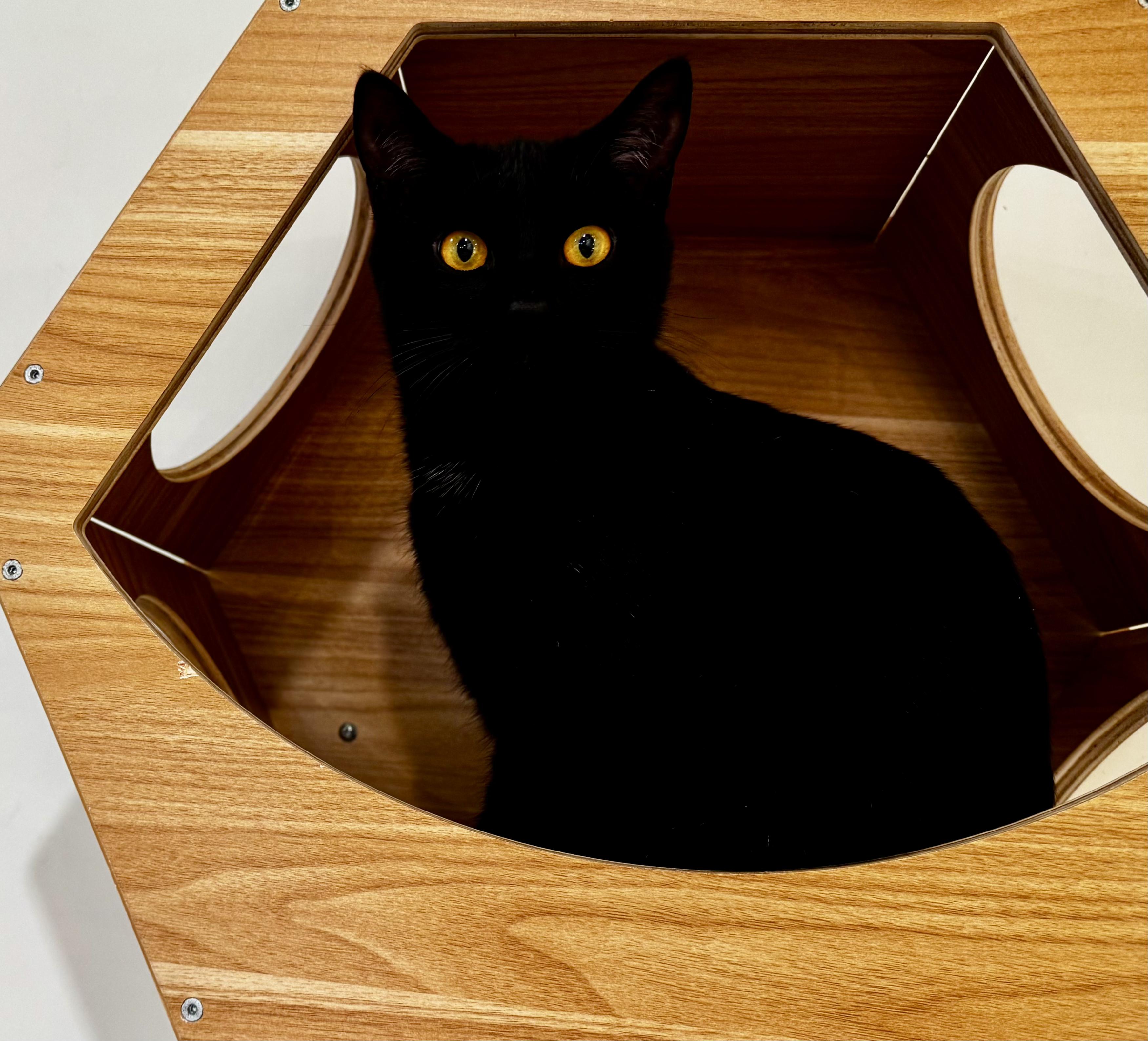 Lovey, a ADOPTABLE Domestic Short Hair in Old Saybrook, CT image 2/2