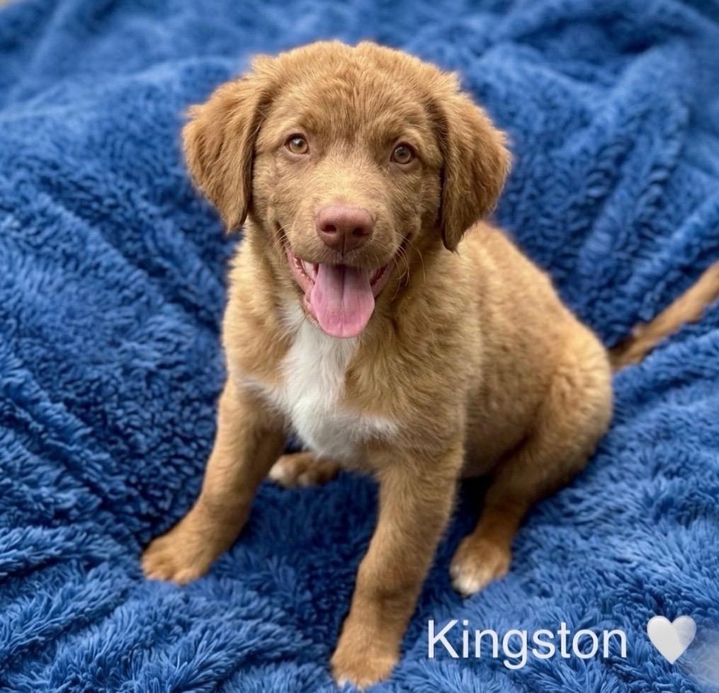 Enlarge Kingston, an adopted mixed breed in Rockwall, TX image 1/5