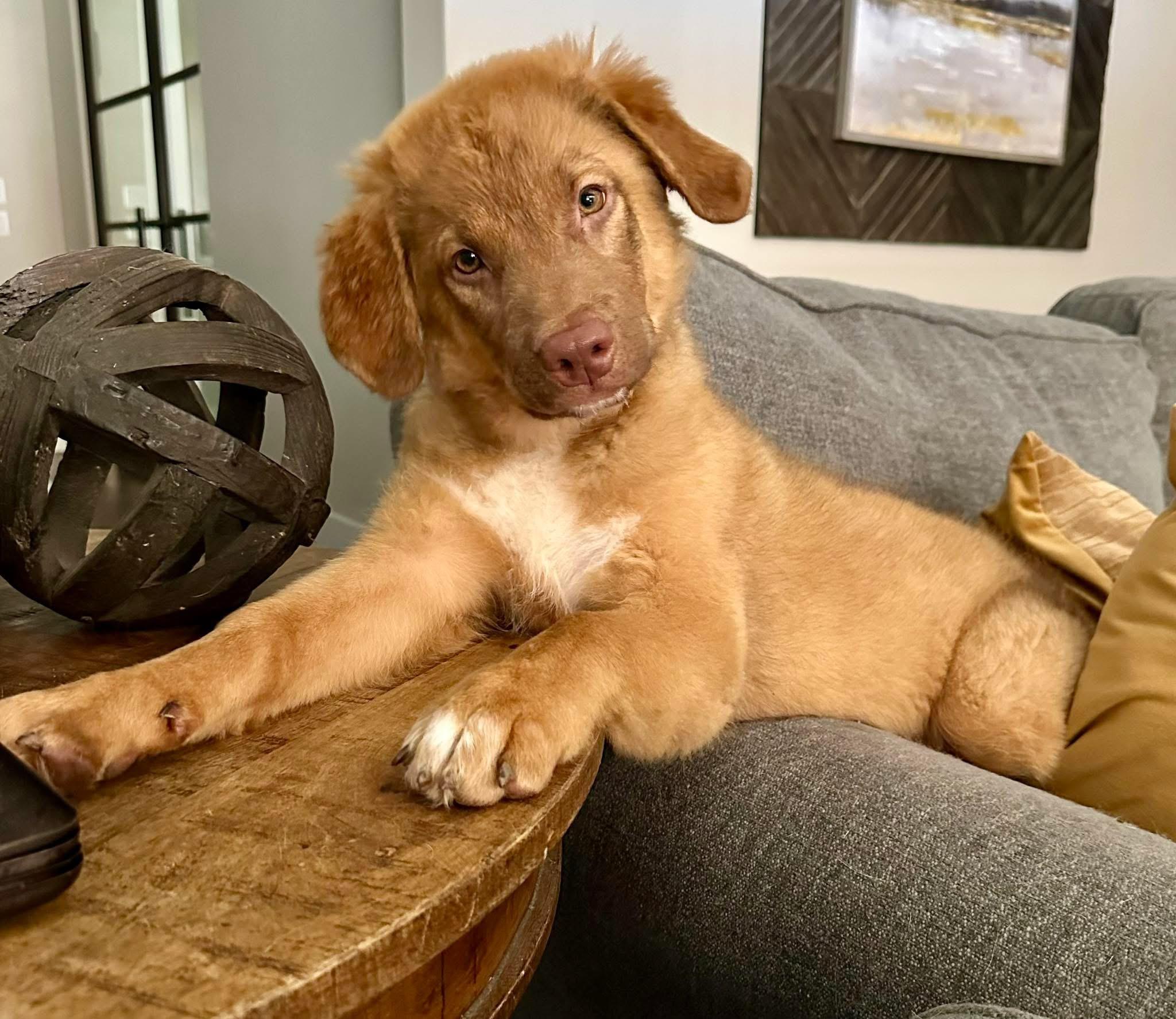 Enlarge Kingston, an adopted mixed breed in Rockwall, TX image 5/5