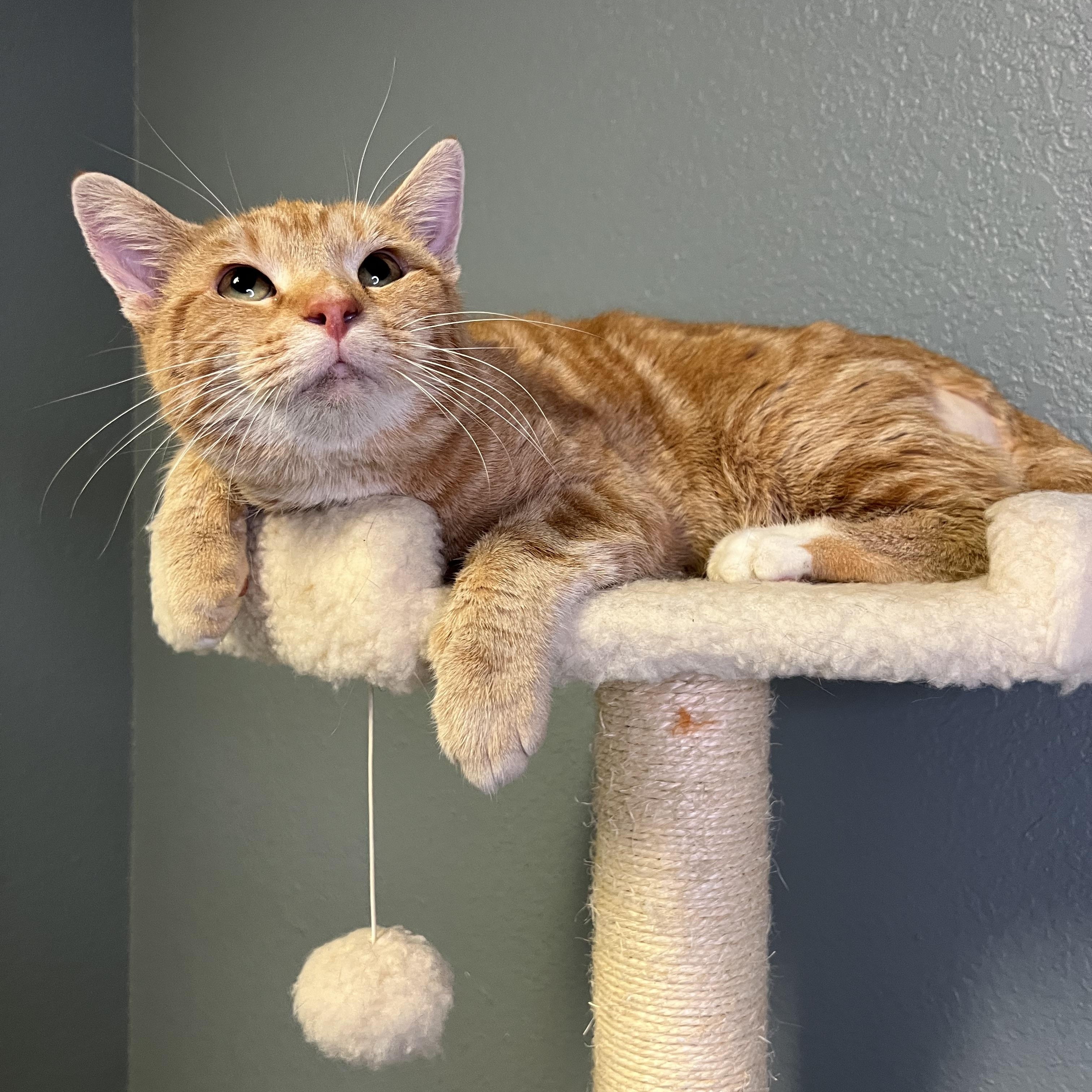 Jagger, a Adoptable Tabby in Newton, IL image 2/4