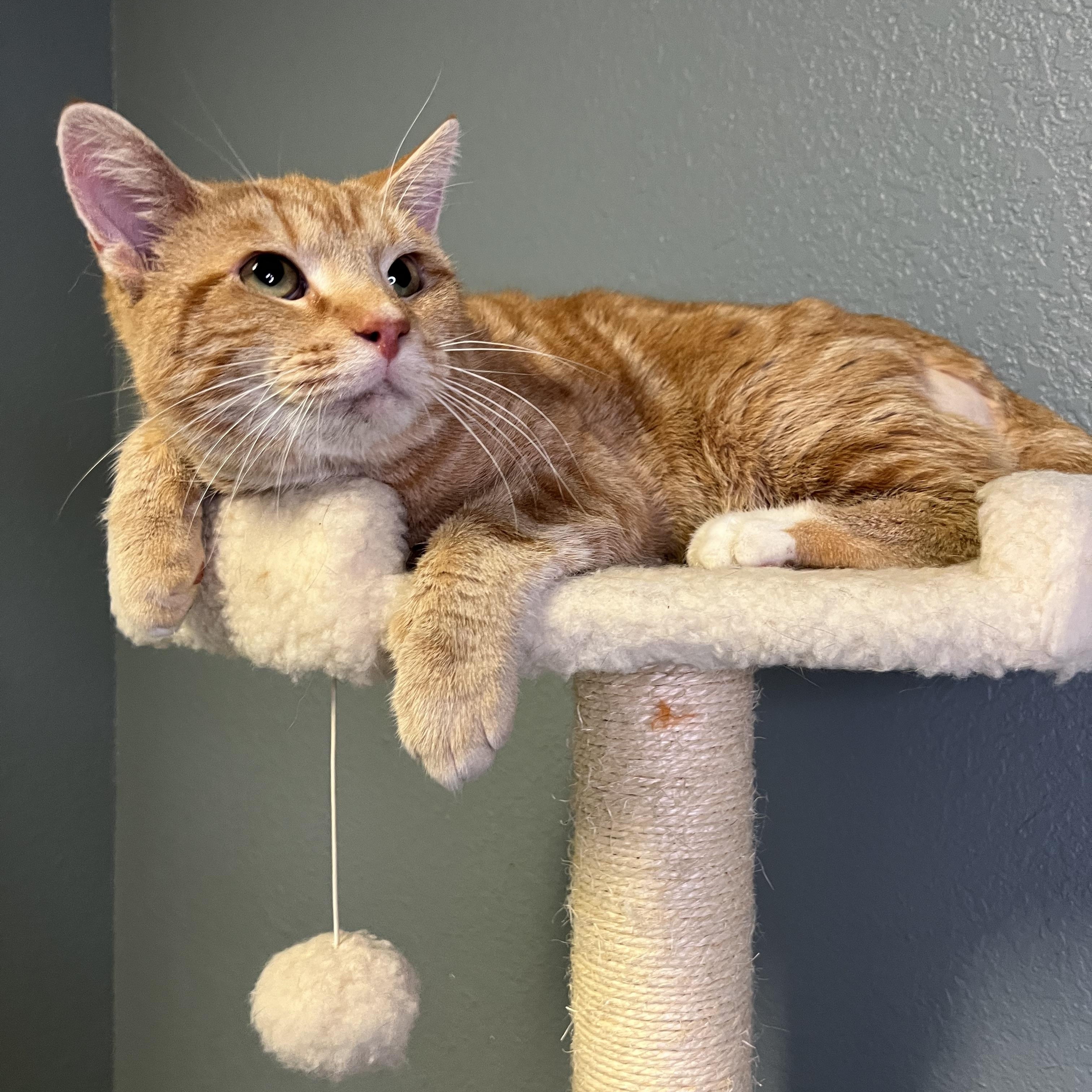 Jagger, a Adoptable Tabby in Newton, IL image 3/4