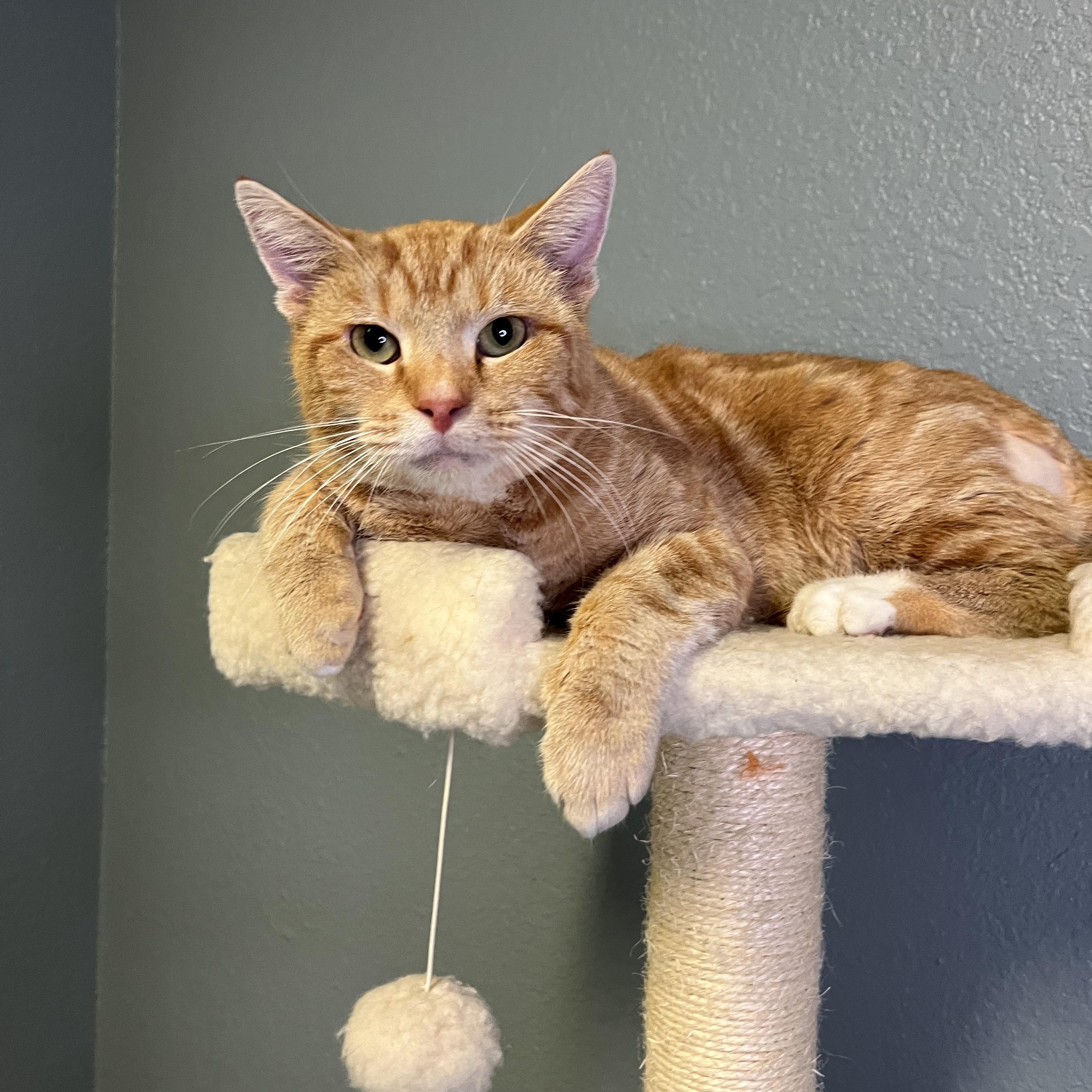Jagger, a Adoptable Tabby in Newton, IL image 4/4