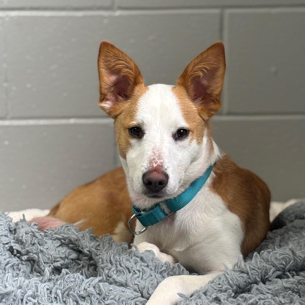 Enlarge Millie, a Adoptable mixed breed in Brookfield, WI image 1/6