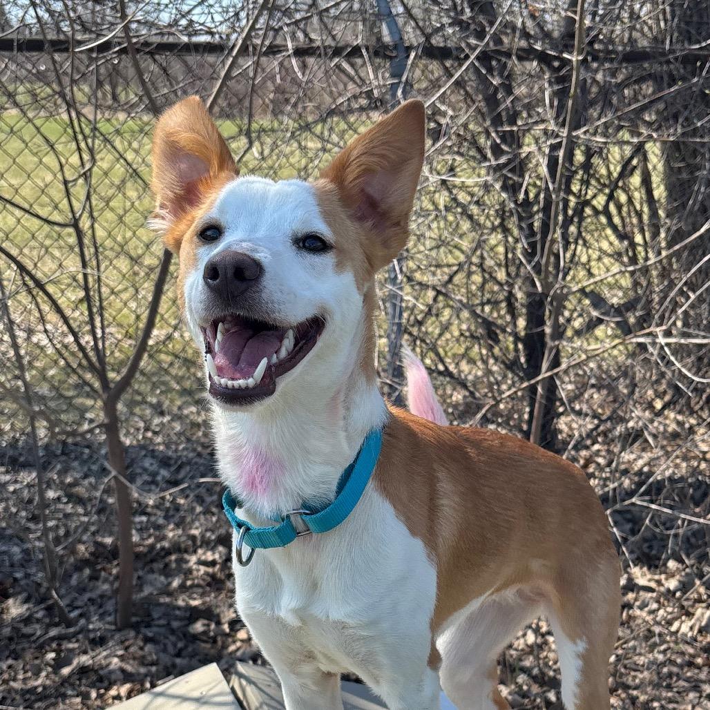 Enlarge Millie, a Adoptable mixed breed in Brookfield, WI image 2/6