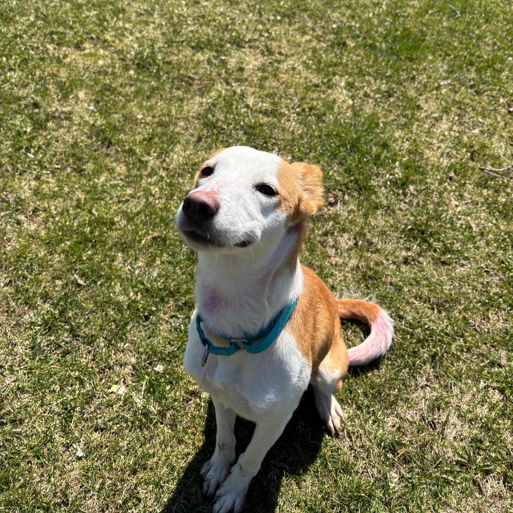 Enlarge Millie, a Adoptable mixed breed in Brookfield, WI image 3/6