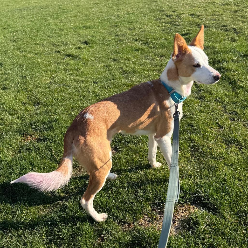 Enlarge Millie, a Adoptable mixed breed in Brookfield, WI image 4/6