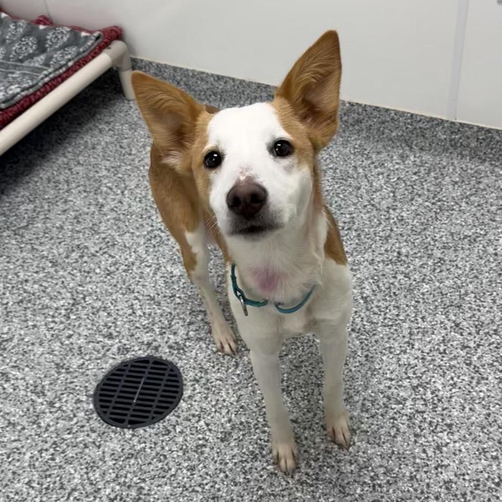 Enlarge Millie, a Adoptable mixed breed in Brookfield, WI image 5/6