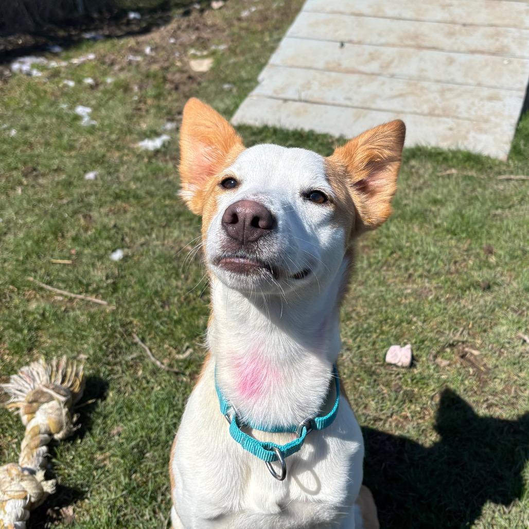 Enlarge Millie, a Adoptable mixed breed in Brookfield, WI image 6/6