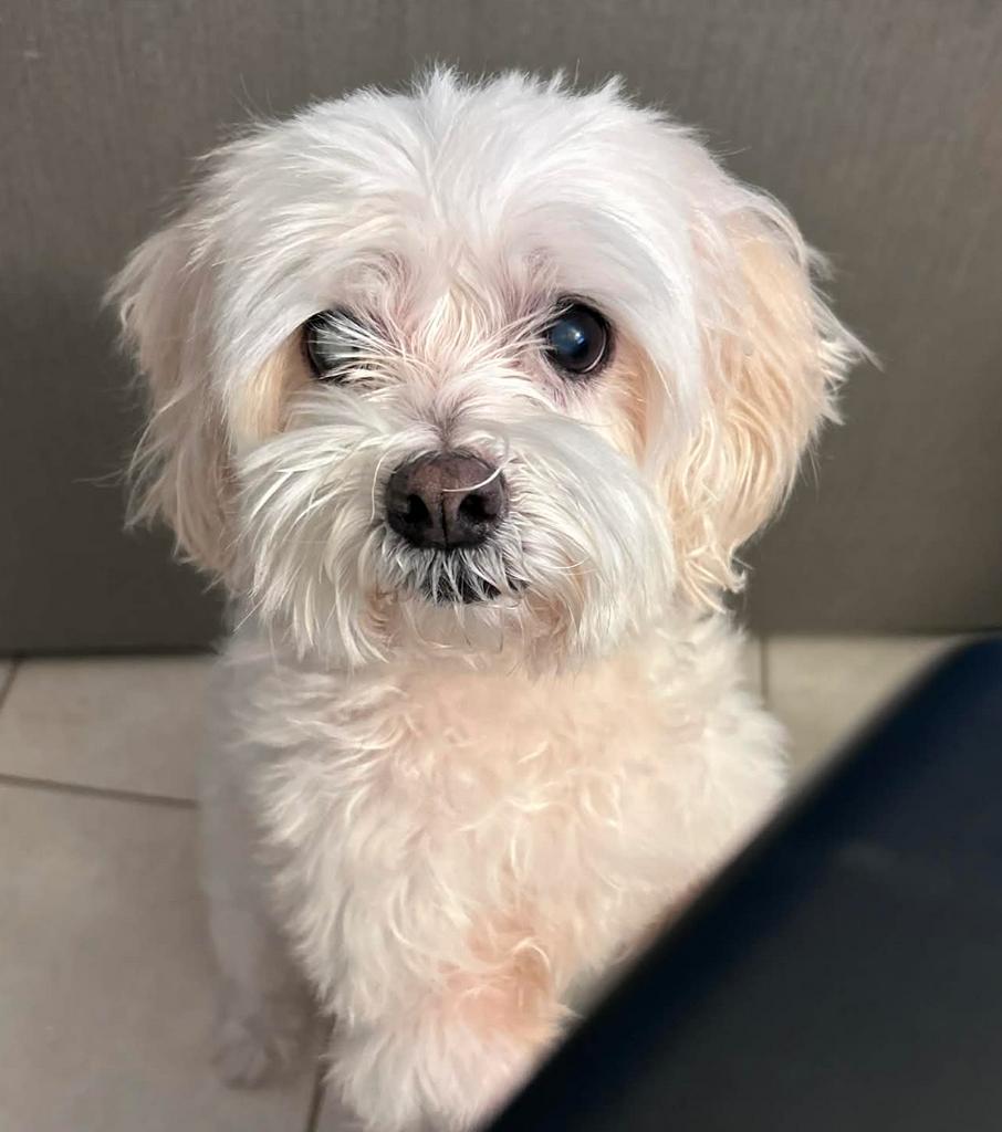 Enlarge Prince ADOPTION PENDING, a Adoptable Maltese in Osteen, FL image 1/3