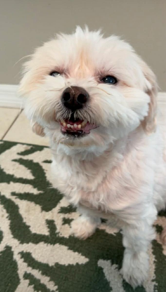 Enlarge Prince ADOPTION PENDING, a Adoptable Maltese in Osteen, FL image 2/3