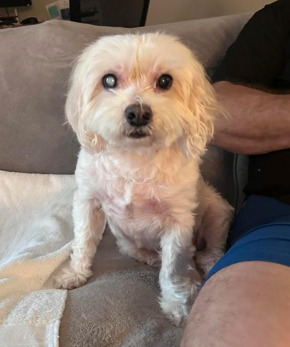 Enlarge Prince ADOPTION PENDING, a Adoptable Maltese in Osteen, FL image 3/3