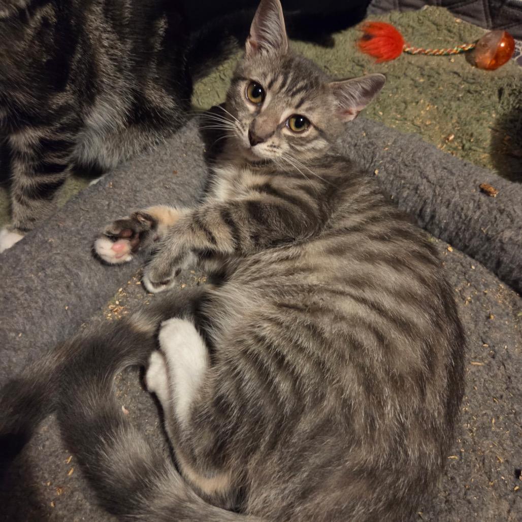 Pea Pod, Adoptable, Young Female Domestic Short Hair.
