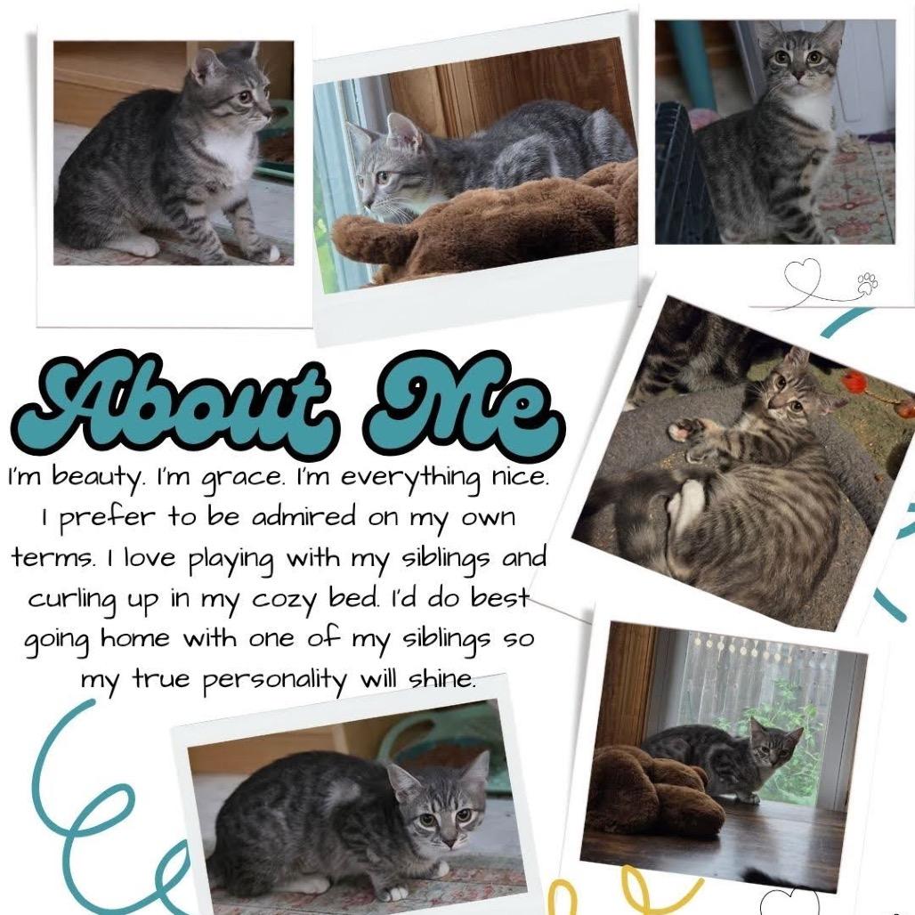 Enlarge Pea Pod, a Adoptable Domestic Short Hair in Mount Laurel, NJ image 2/3