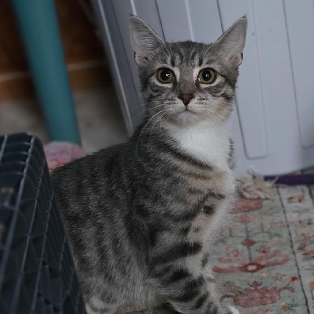 Enlarge Pea Pod, a Adoptable Domestic Short Hair in Mount Laurel, NJ image 3/3