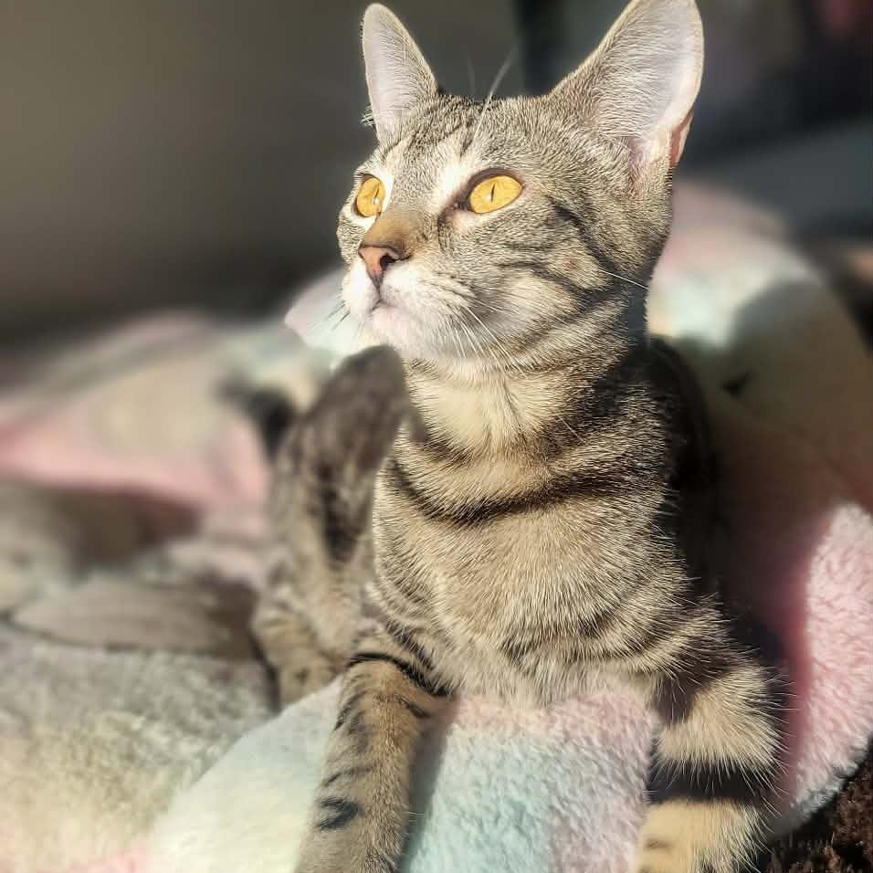 Minx, a Adoptable Domestic Short Hair in Plainfield, IL image 1/5