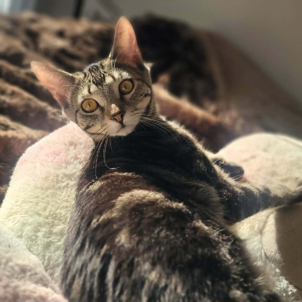 Minx, a Adoptable Domestic Short Hair in Plainfield, IL image 2/5