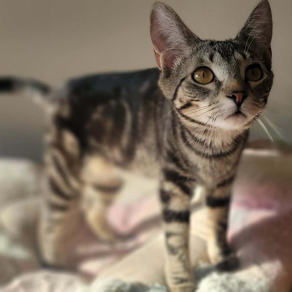 Minx, a Adoptable Domestic Short Hair in Plainfield, IL image 3/5