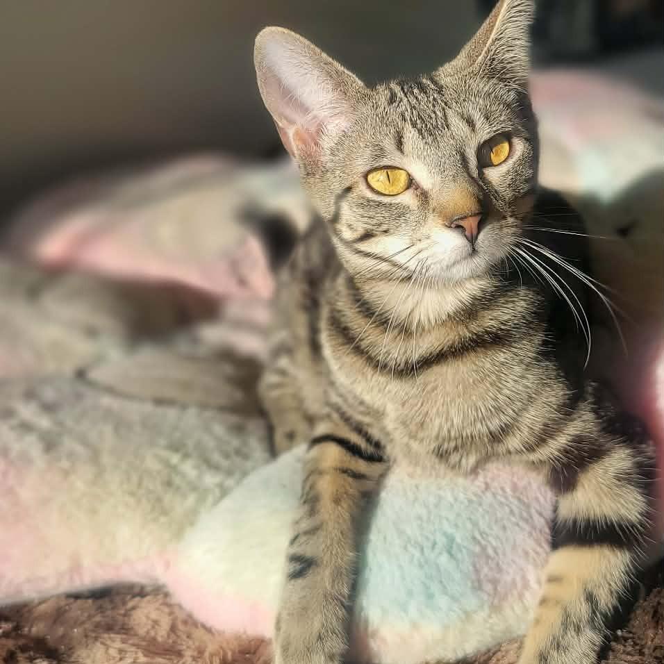 Minx, a Adoptable Domestic Short Hair in Plainfield, IL image 4/5