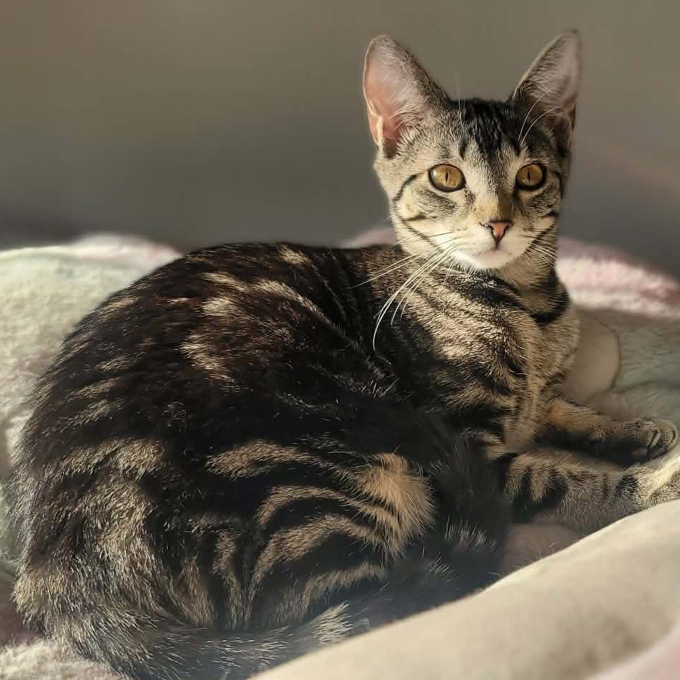 Minx, a Adoptable Domestic Short Hair in Plainfield, IL image 5/5