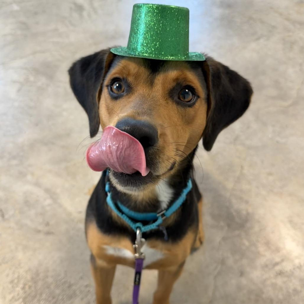 Enlarge Roscoe, a Adoptable Hound in Clearwater, FL image 1/6