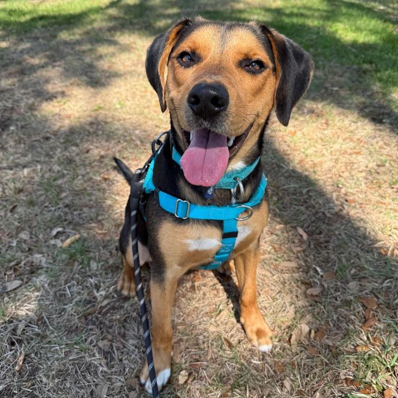 Enlarge Roscoe, a Adoptable Hound in Clearwater, FL image 3/6
