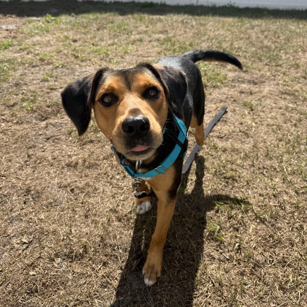Enlarge Roscoe, a Adoptable Hound in Clearwater, FL image 4/6