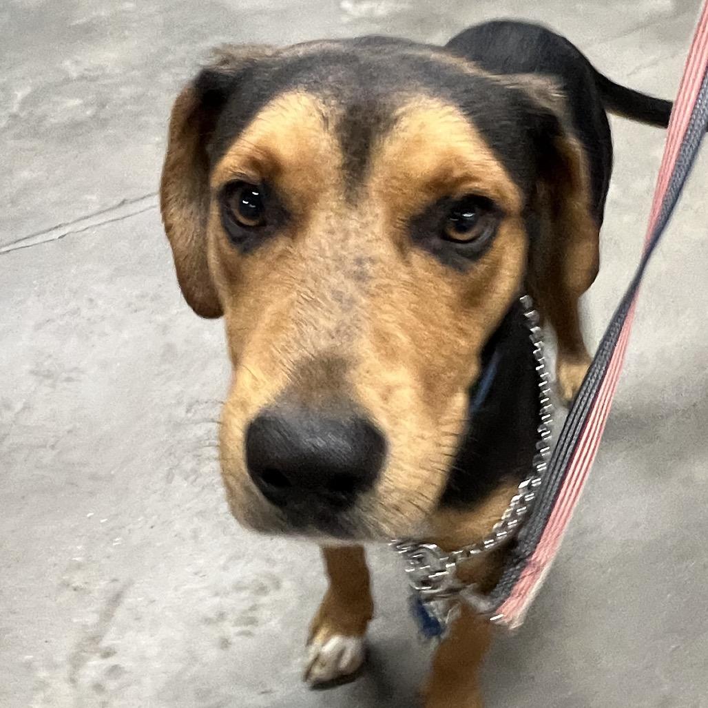Enlarge Roscoe, a Adoptable Hound in Clearwater, FL image 5/6