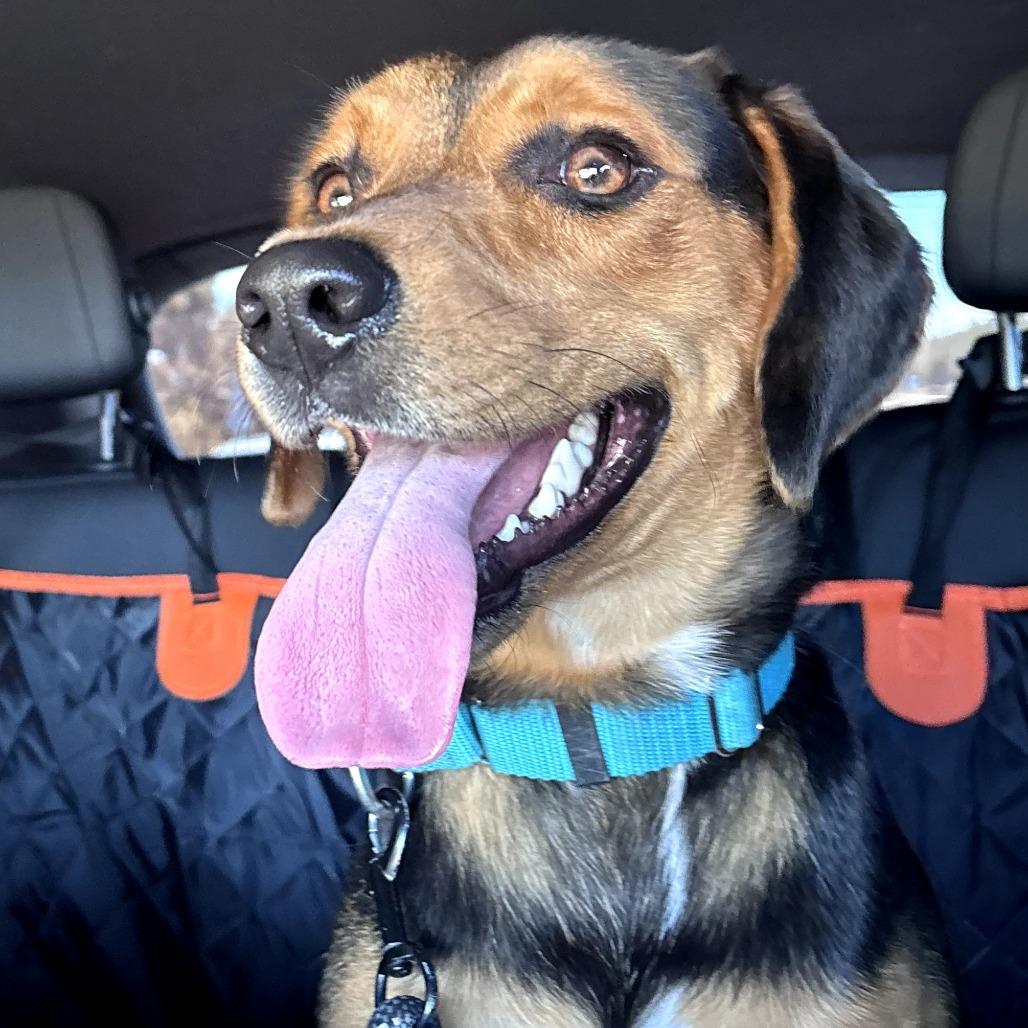 Enlarge Roscoe, a Adoptable Hound in Clearwater, FL image 6/6