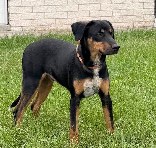 **NOAH**, a Adoptable mixed breed in North Prairie, WI image 1/3