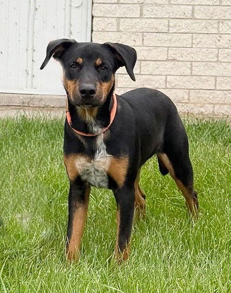 **NOAH**, a Adoptable mixed breed in North Prairie, WI image 2/3
