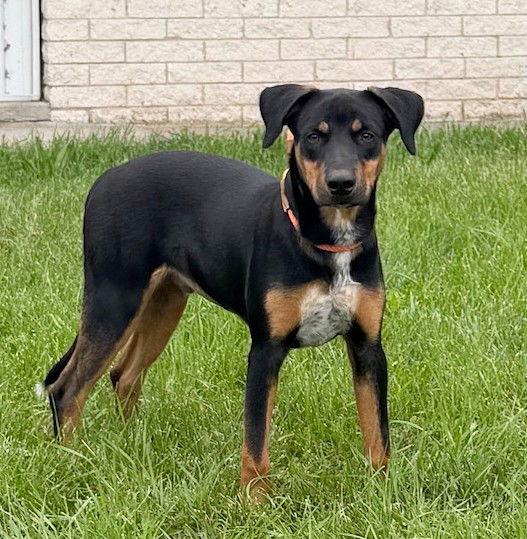 **NOAH**, a Adoptable mixed breed in North Prairie, WI image 3/3