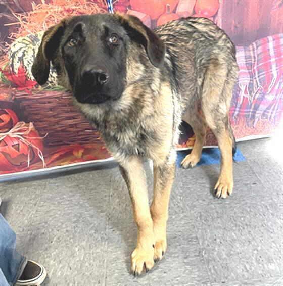 Roscoe, a Adoptable mixed breed in Pleasant Grove, CA image 1/3