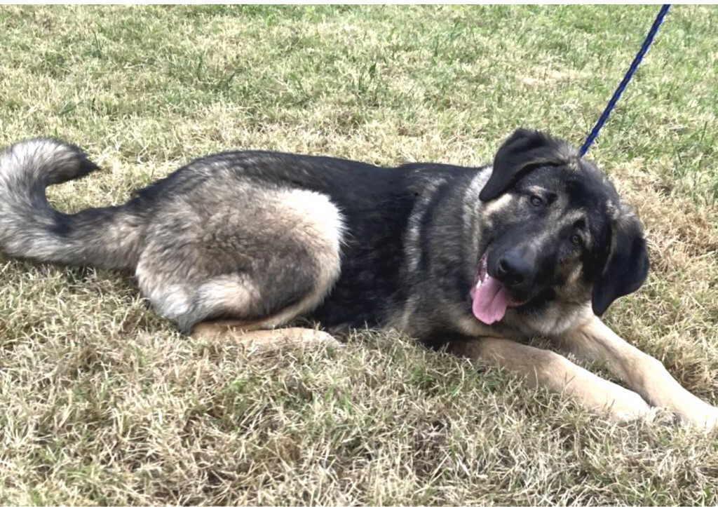 Roscoe, a Adoptable mixed breed in Pleasant Grove, CA image 2/3