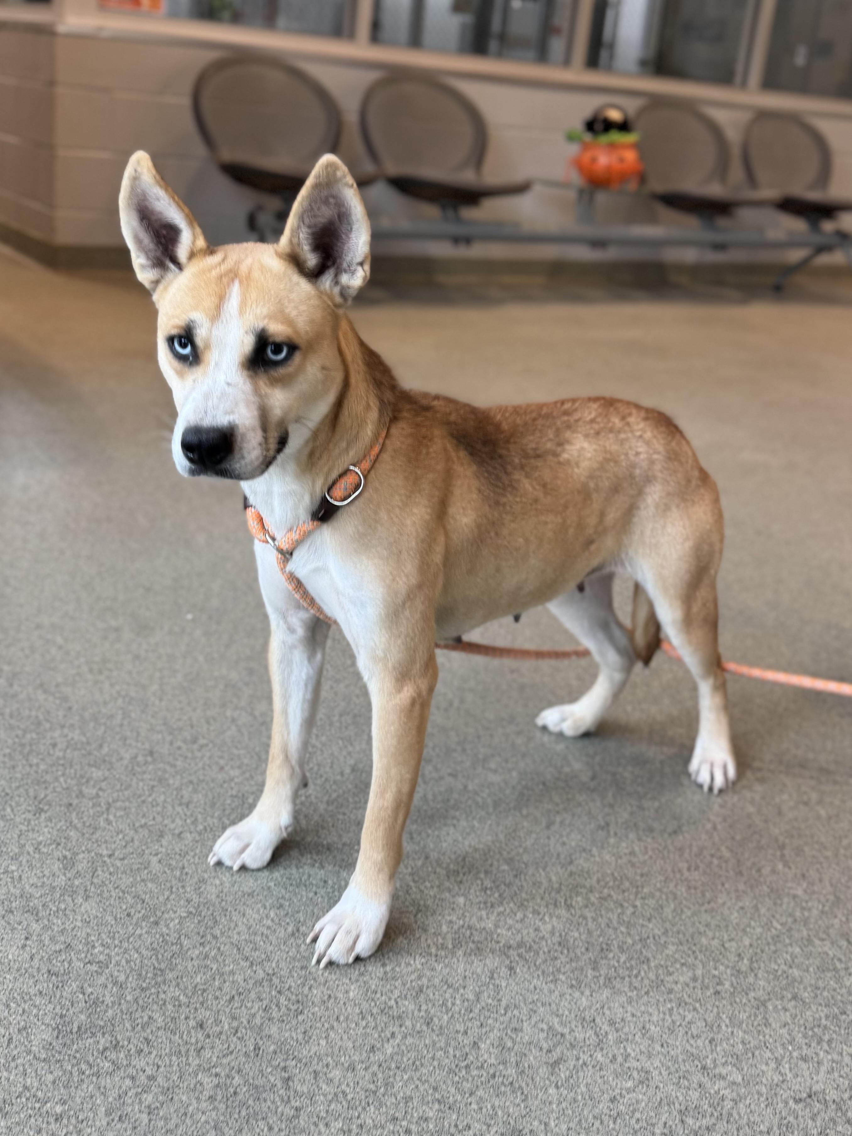 Mystique, Adoptable, Young Female Feist.