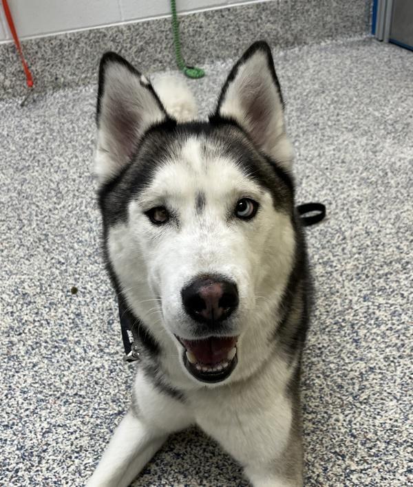 Kota, a Adoptable Siberian Husky in Golden, CO image 1/2