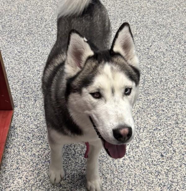 Kota, a Adoptable Siberian Husky in Golden, CO image 2/2