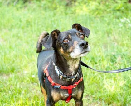 Enlarge Sammich, a Adoptable mixed breed in Spruce Pine, NC image 1/1