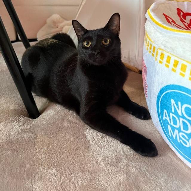 Ziti, Adoptable, Young Female Domestic Short Hair.