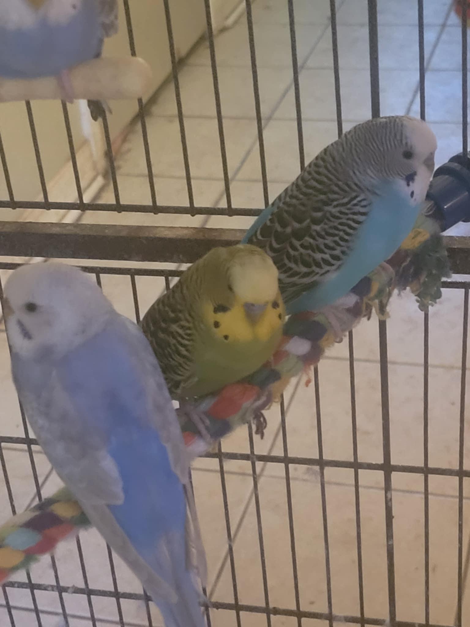 Enlarge Parakeets, a Adoptable Parakeet (Other) in Aurora, IL image 1/2