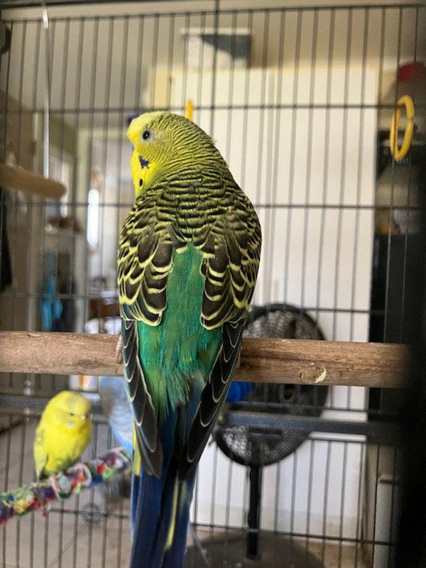 Parakeets 2 males, 6 females, a Adoptable Parakeet (Other) in Aurora, IL image 2/3