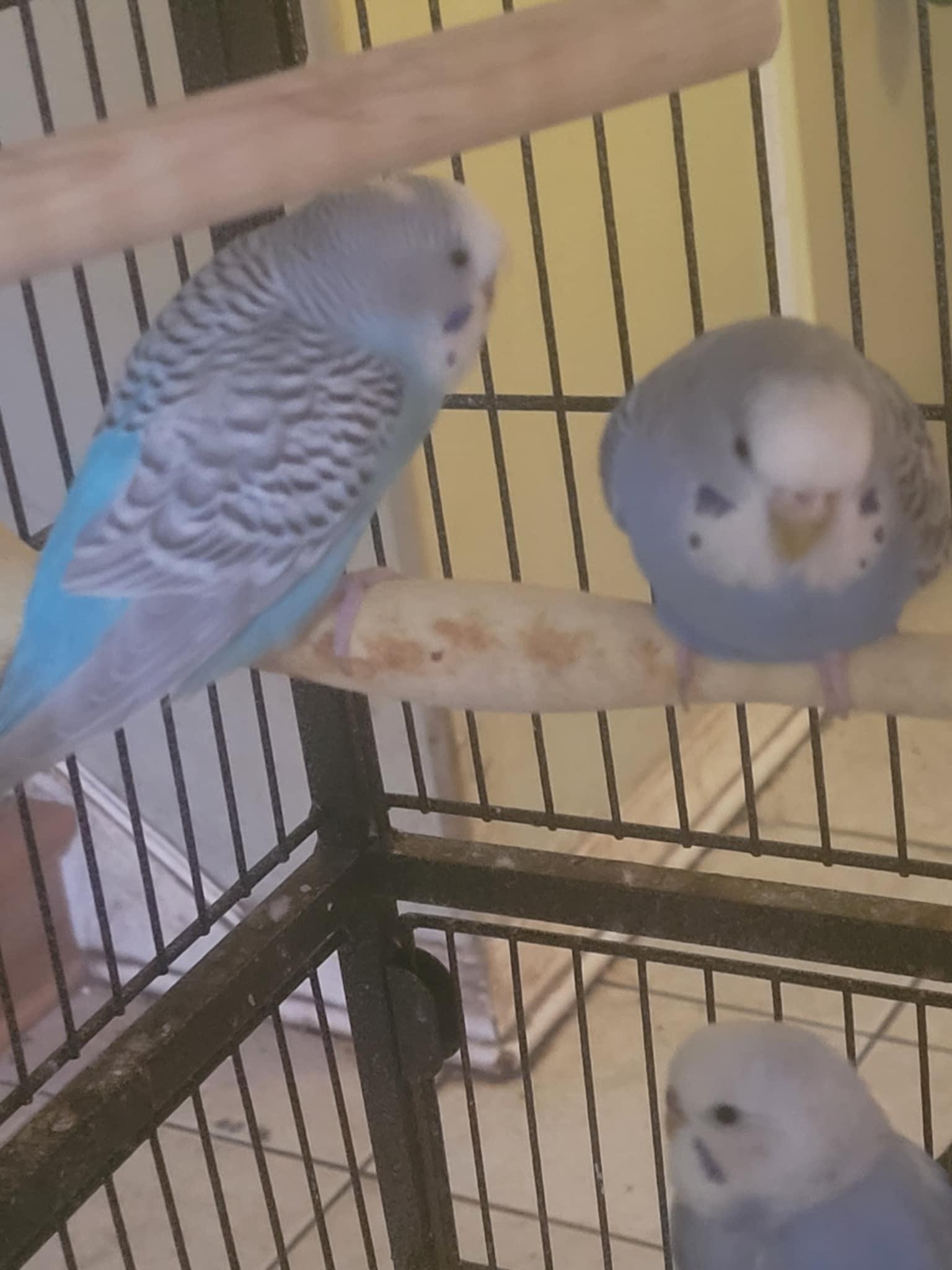 Enlarge Parakeets, a Adoptable Parakeet (Other) in Aurora, IL image 2/2