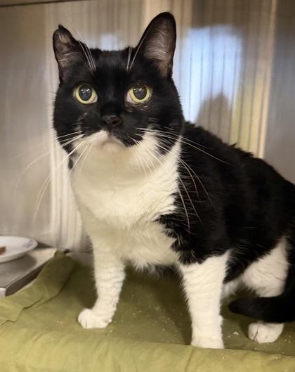 Jill, Adoptable, Senior Female Domestic Short Hair.