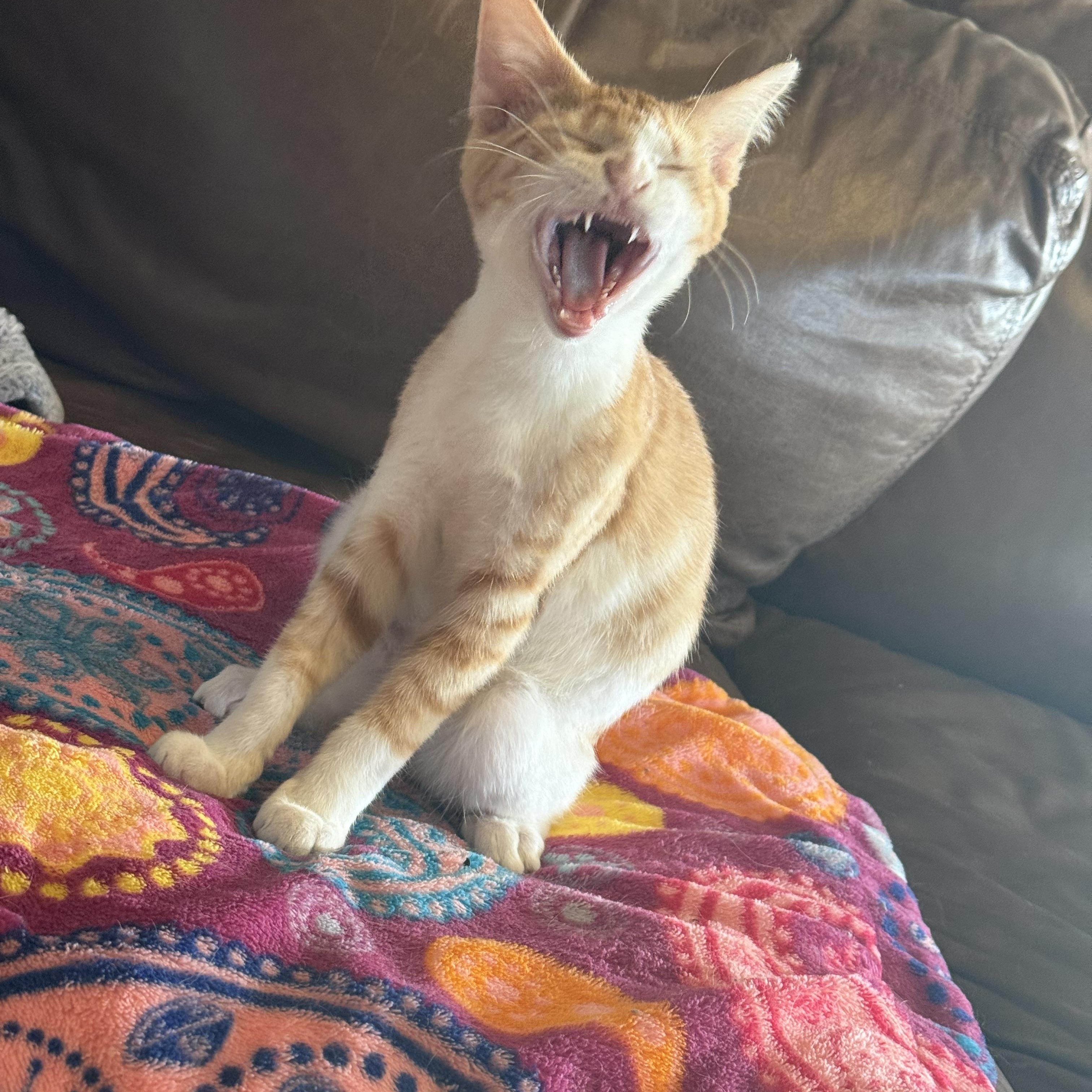 Enlarge Raphael, a ADOPTABLE Domestic Short Hair in Choctaw, OK image 3/4