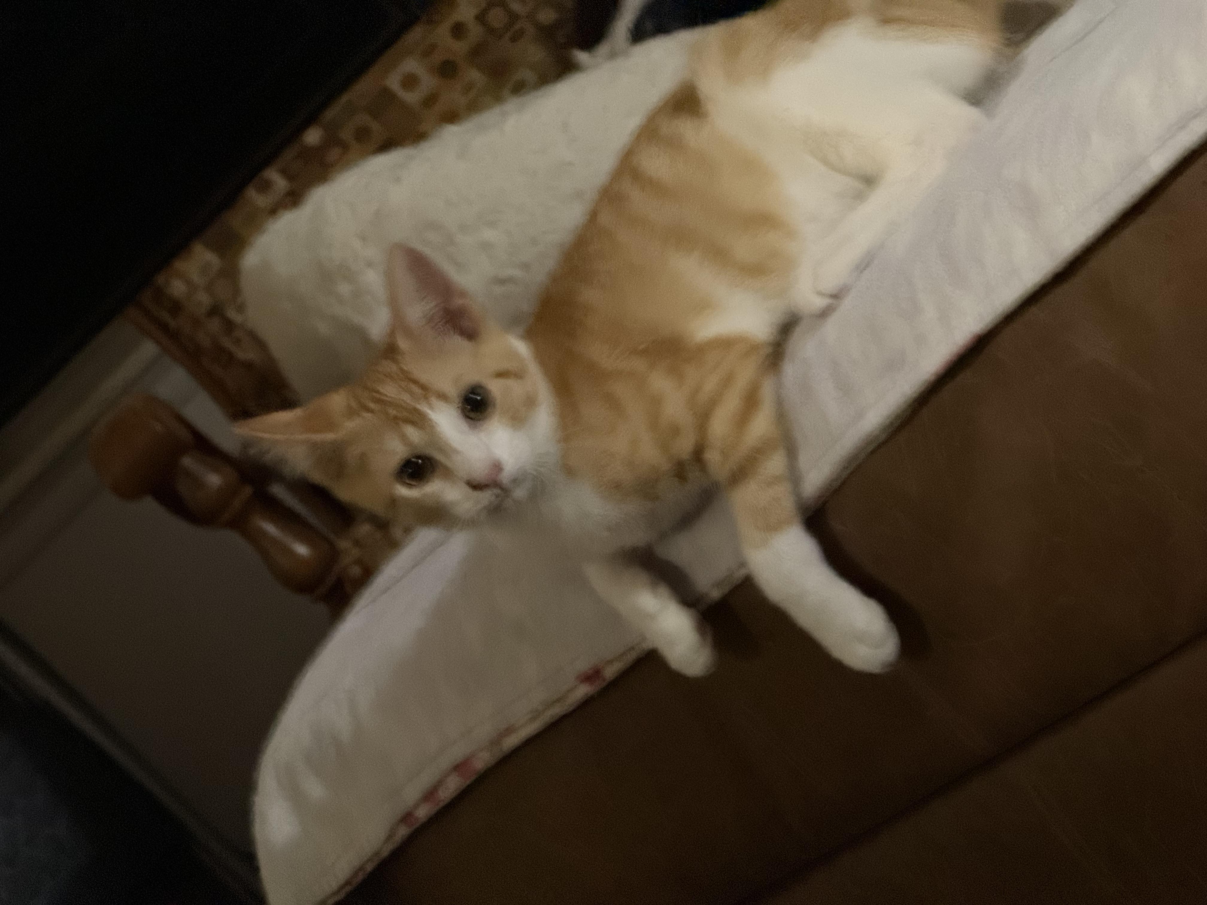 Enlarge Raphael, a ADOPTABLE Domestic Short Hair in Choctaw, OK image 2/4