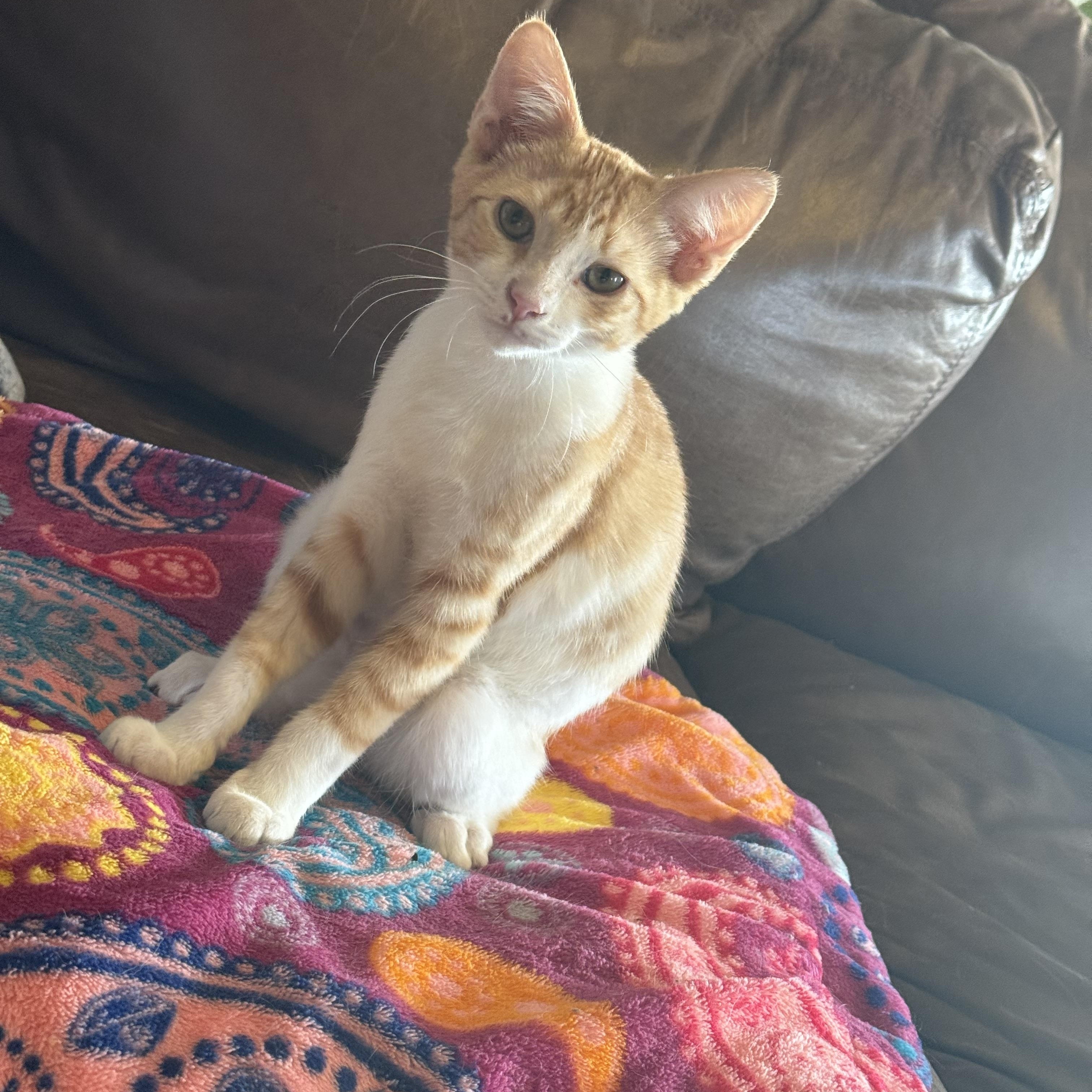 Raphael, ADOPTABLE, Young Male Domestic Short Hair.