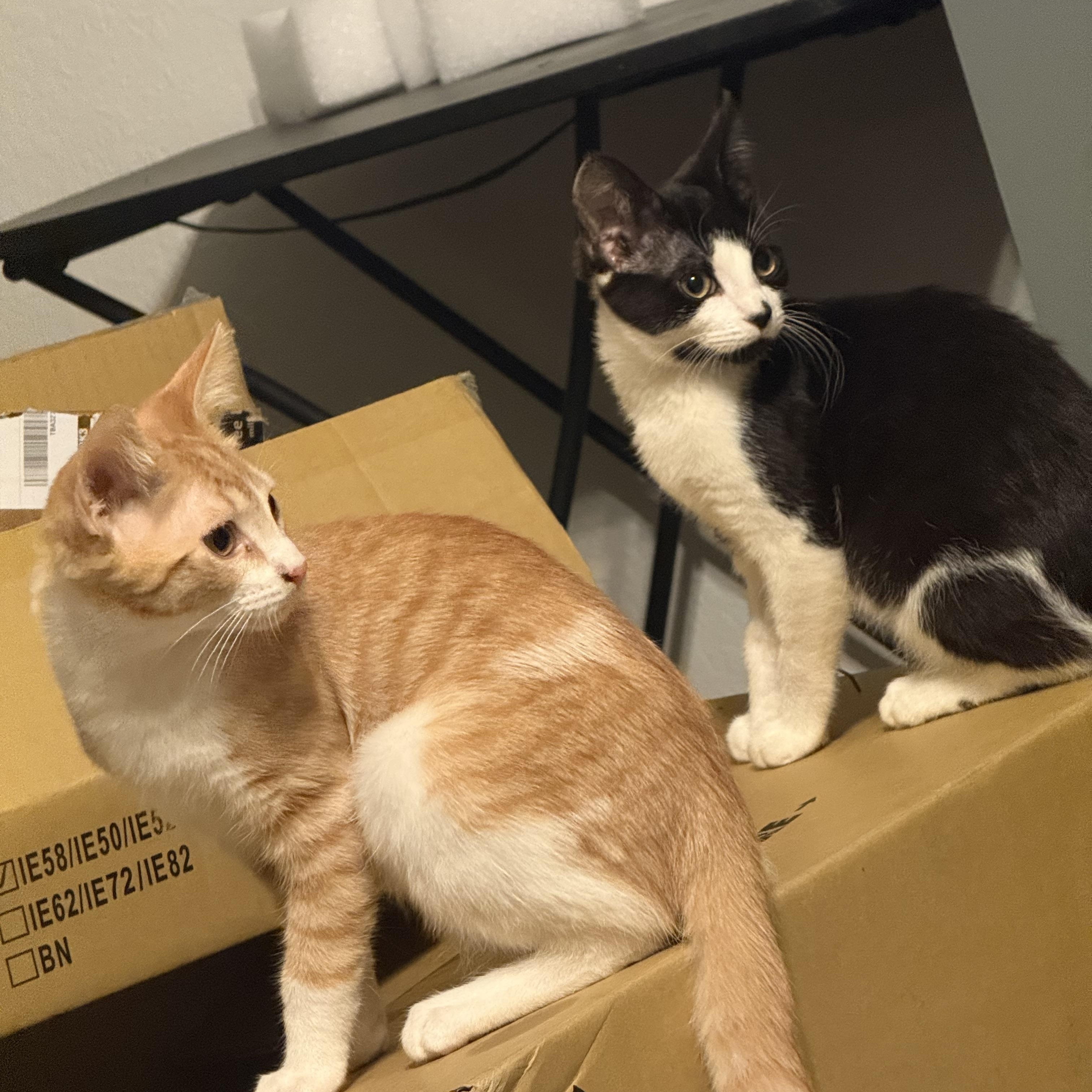 Enlarge Raphael, a ADOPTABLE Domestic Short Hair in Choctaw, OK image 4/4