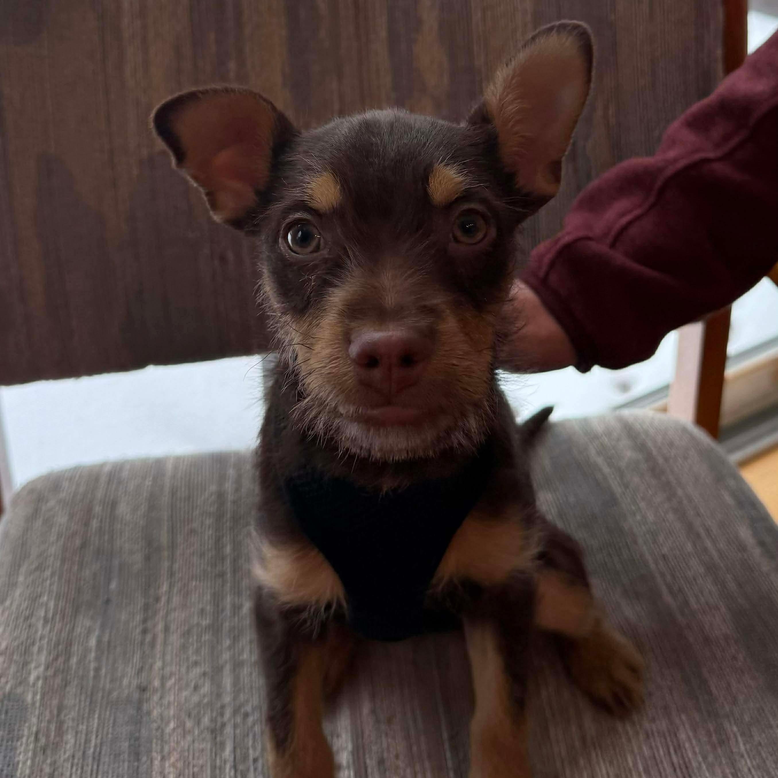 Leo , an adopted mixed breed in Rochester, NY image 4/4