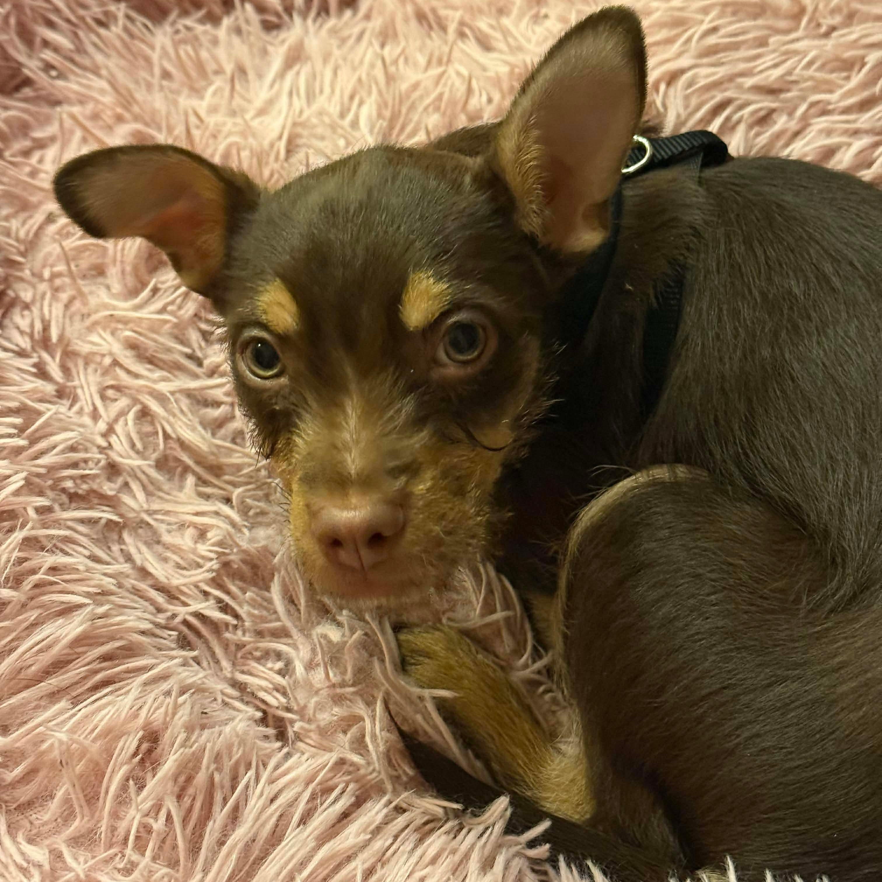 Leo , an adopted mixed breed in Rochester, NY image 2/4