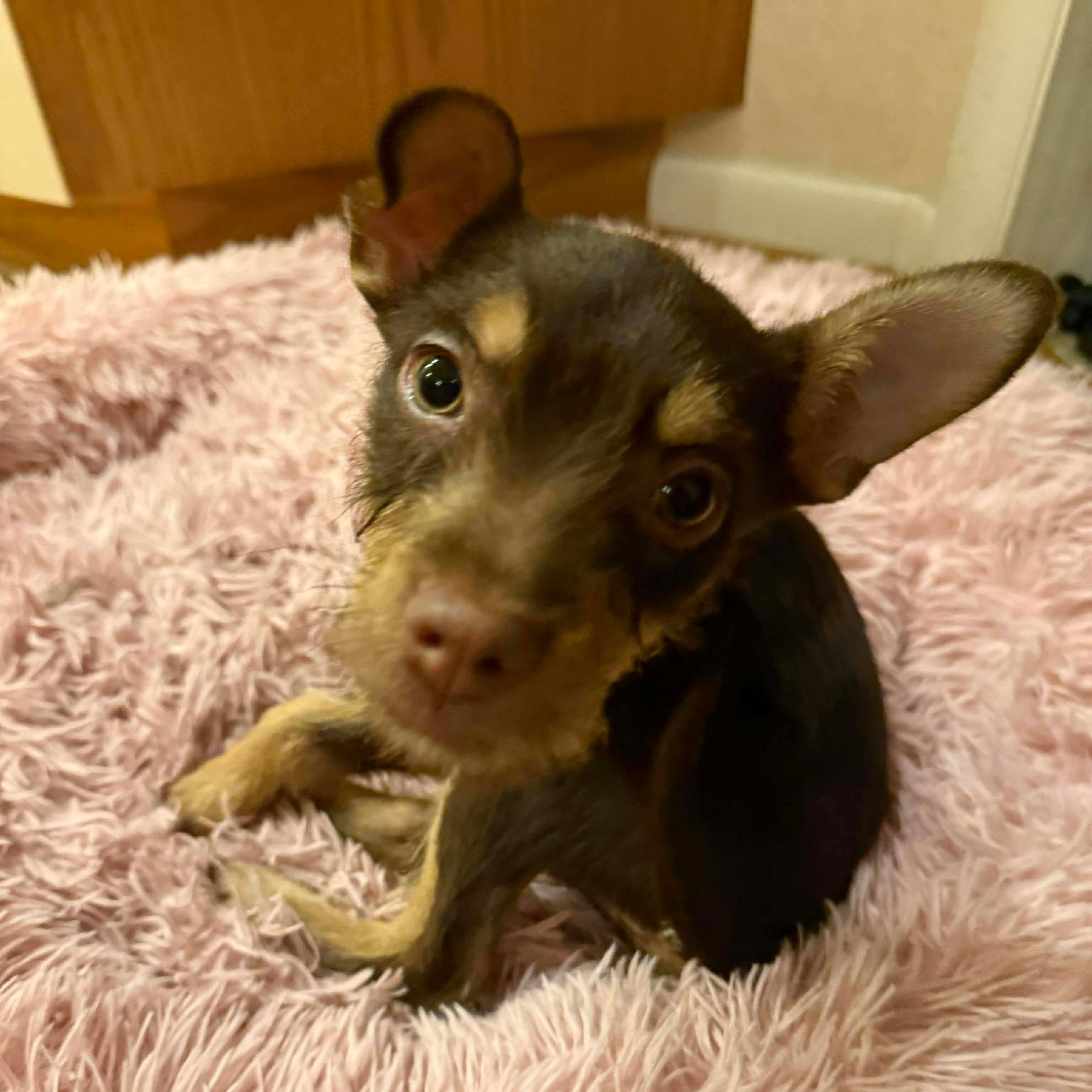 Leo , an adopted mixed breed in Rochester, NY image 3/4