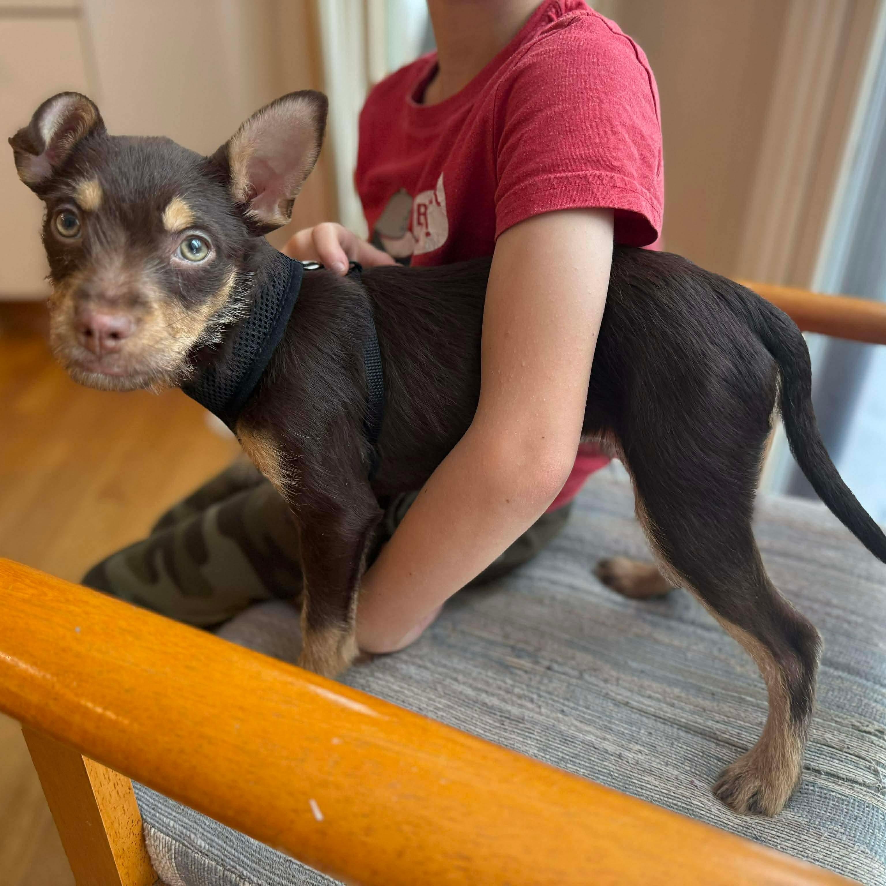 Leo , an adopted mixed breed in Rochester, NY image 1/4